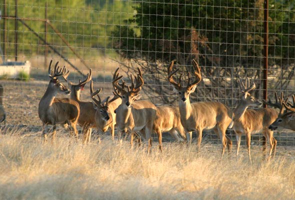Texas Whitetail Deer